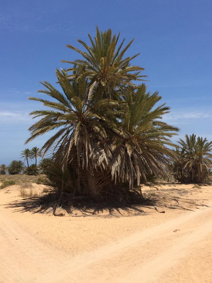 TemlaleDar Jasmin Djerba住宿加早餐旅馆 外观 照片